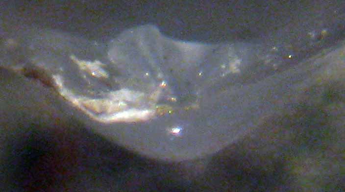 Bivalve da determinare